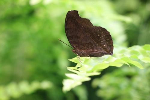 Réf. 199 581 : Junonia iphita